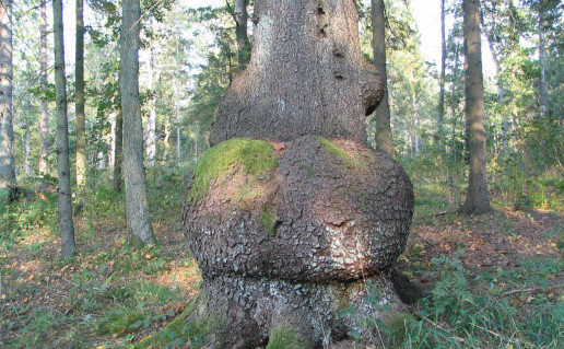 2_Egle boba.M.Jankauskienes n..jpg